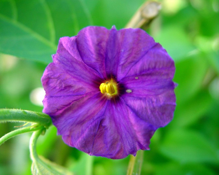 Nightshade: Còn gọi là anh đào đen, loại cây này vô cùng độc hại. Quả cây rất ngọt và bắt mắt nên đặc biệt nguy hiểm với trẻ nhỏ vì chúng thường dễ bị hấp dẫn bởi các loại quả dại. Những người chỉ ăn một ít quả cây thôi cũng bị mất giọng, hô hấp khó khăn hay bị co giật. Tuy nhiên, chứng ngộ độc này có thể chữa trị được nếu gây nôn kịp thời. Điều đáng ngạc nhiên là ngựa, chim, cừu, dê và lợn lại dường như miễn dịch với chất độc của loại quả này. Xem thêm: Phát hoảng với những thân hình "khủng" nhất thế giới do ăn nhiều / Những loại trái cây cực tốt cho “đấng mày râu” Nightshade: Còn gọi là anh đào đen, loại cây này vô cùng độc hại. Quả cây rất ngọt và bắt mắt nên đặc biệt nguy hiểm với trẻ nhỏ vì chúng thường dễ bị hấp dẫn bởi các loại quả dại. Những người chỉ ăn một ít quả cây thôi cũng bị mất giọng, hô hấp khó khăn hay bị co giật. Tuy nhiên, chứng ngộ độc này có thể chữa trị được nếu gây nôn kịp thời. Điều đáng ngạc nhiên là ngựa, chim, cừu, dê và lợn lại dường như miễn dịch với chất độc của loại quả này. Xem thêm: Phát hoảng với những thân hình "khủng" nhất thế giới do ăn nhiều / Những loại trái cây cực tốt cho “đấng mày râu”