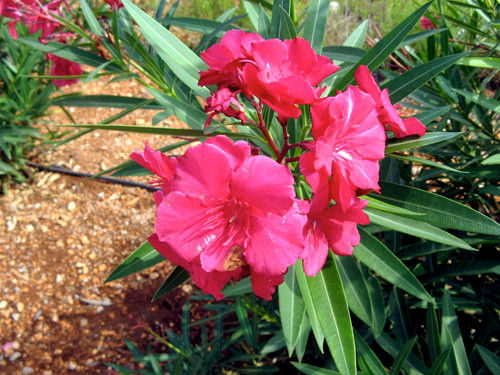Trúc đào – Oleander: Đây có thể coi là một loại cây có độc tính mạnh nhất trên thế giới. Chỉ cần một chiếc lá của nó thôi cũng đủ gây chết người. Ngay cả hoa, quả hay mật hoa của nó đều nguy hiểm khôn lường. Xem thêm: Phát hoảng với những thân hình "khủng" nhất thế giới do ăn nhiều / Những loại trái cây cực tốt cho “đấng mày râu” Trúc đào – Oleander: Đây có thể coi là một loại cây có độc tính mạnh nhất trên thế giới. Chỉ cần một chiếc lá của nó thôi cũng đủ gây chết người. Ngay cả hoa, quả hay mật hoa của nó đều nguy hiểm khôn lường. Xem thêm: Phát hoảng với những thân hình "khủng" nhất thế giới do ăn nhiều / Những loại trái cây cực tốt cho “đấng mày râu”