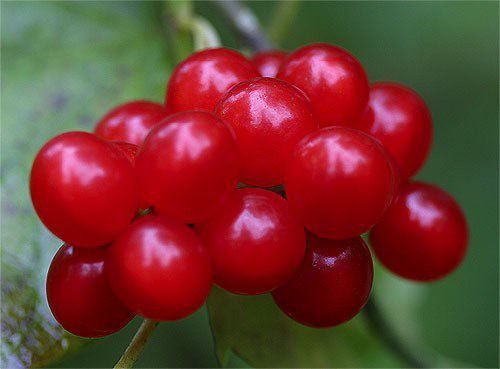 Moonseed: Phân bố tại Đông Bắc nước Mỹ, loại cây thuộc giống Nho với cái tên rất ấn tượng Moonseed (Hạt giống của Mặt trăng) này cũng rất độc hại. Chùm quả trĩu nặng với những quả cây căng bóng đỏ rực này ăn ít thì chỉ gây tình trạng tê liệt nhưng quá nhiều thì sẽ dẫn đến chết người. Xem thêm: Phát hoảng với những thân hình "khủng" nhất thế giới do ăn nhiều / Những loại trái cây cực tốt cho “đấng mày râu” Moonseed: Phân bố tại Đông Bắc nước Mỹ, loại cây thuộc giống Nho với cái tên rất ấn tượng Moonseed (Hạt giống của Mặt trăng) này cũng rất độc hại. Chùm quả trĩu nặng với những quả cây căng bóng đỏ rực này ăn ít thì chỉ gây tình trạng tê liệt nhưng quá nhiều thì sẽ dẫn đến chết người. Xem thêm: Phát hoảng với những thân hình "khủng" nhất thế giới do ăn nhiều / Những loại trái cây cực tốt cho “đấng mày râu”
