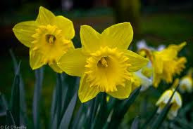 Hoa thủy tiên – Narcissus: Đây là loại cây có củ và hoa giống như cây thủy tiên quen thuộc ở nước ta, tuy nhiên nó không được trồng trong nước và đặc biệt là rất độc. Hoa và thân cây thì an toàn nhưng phần rễ củ thì rất nguy hiểm. Tinh chất chiết xuất từ củ Narcissus khi bôi lên các vết thương hở có thể làm tê liệt hệ thần kinh cũng như hệ tim mạch. Xem thêm: Phát hoảng với những thân hình "khủng" nhất thế giới do ăn nhiều / Những loại trái cây cực tốt cho “đấng mày râu” Hoa thủy tiên – Narcissus: Đây là loại cây có củ và hoa giống như cây thủy tiên quen thuộc ở nước ta, tuy nhiên nó không được trồng trong nước và đặc biệt là rất độc. Hoa và thân cây thì an toàn nhưng phần rễ củ thì rất nguy hiểm. Tinh chất chiết xuất từ củ Narcissus khi bôi lên các vết thương hở có thể làm tê liệt hệ thần kinh cũng như hệ tim mạch. Xem thêm: Phát hoảng với những thân hình "khủng" nhất thế giới do ăn nhiều / Những loại trái cây cực tốt cho “đấng mày râu”