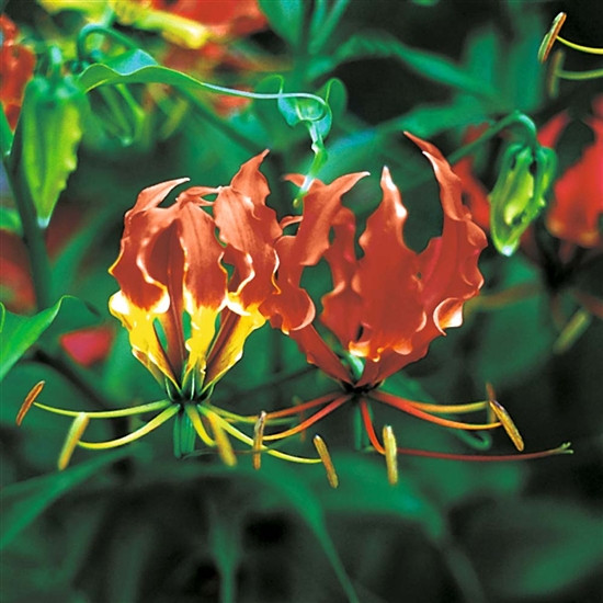Ngoắt nghẻo: Tên khoa học là Gloriosa superba. Củ và hạt cây có chất kịch độc Colchicine và một số alkaloid khác mà nếu ăn vào sẽ gây tê lưỡi, làm cho cơ thể mất cảm giác, nặng thì hôn mê và nếu không xử lý kịp thời sẽ dẫn đến tử vong Xem thêm: Phát hoảng với những thân hình "khủng" nhất thế giới do ăn nhiều / Những loại trái cây cực tốt cho “đấng mày râu” Ngoắt nghẻo: Tên khoa học là Gloriosa superba. Củ và hạt cây có chất kịch độc Colchicine và một số alkaloid khác mà nếu ăn vào sẽ gây tê lưỡi, làm cho cơ thể mất cảm giác, nặng thì hôn mê và nếu không xử lý kịp thời sẽ dẫn đến tử vong Xem thêm: Phát hoảng với những thân hình "khủng" nhất thế giới do ăn nhiều / Những loại trái cây cực tốt cho “đấng mày râu”