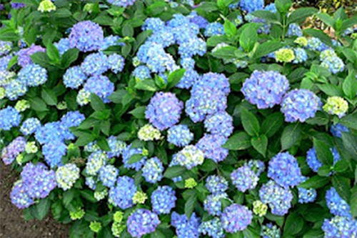 Chuỗi ngọc: Tên khoa học là Sedum morganianum: Tất cả bộ phận có chất Glucosides gây mệt mỏi, khó thở, tiêu chảy nếu ăn phải. Xem thêm: Phát hoảng với những thân hình "khủng" nhất thế giới do ăn nhiều / Những loại trái cây cực tốt cho “đấng mày râu” Chuỗi ngọc: Tên khoa học là Sedum morganianum: Tất cả bộ phận có chất Glucosides gây mệt mỏi, khó thở, tiêu chảy nếu ăn phải. Xem thêm: Phát hoảng với những thân hình "khủng" nhất thế giới do ăn nhiều / Những loại trái cây cực tốt cho “đấng mày râu”