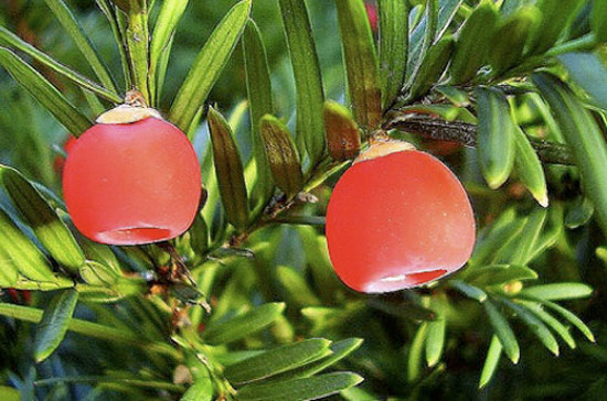 Thông đỏ - English yew: Cây thông đỏ hay Taxus baccata (“taxus” có nghĩa là độc) là loại cây bụi lớn thường thấy trong các khu rừng ở châu Âu, có lá xanh quanh năm. Trái cây mềm, màu đỏ chín mọng trông rất bắt mắt nhưng chứa hột màu nâu đen có độc tính rất mạnh, đến nay vẫn chưa có thuốc giải loại độc này. Xem thêm: Phát hoảng với những thân hình "khủng" nhất thế giới do ăn nhiều / Những loại trái cây cực tốt cho “đấng mày râu” Thông đỏ - English yew: Cây thông đỏ hay Taxus baccata (“taxus” có nghĩa là độc) là loại cây bụi lớn thường thấy trong các khu rừng ở châu Âu, có lá xanh quanh năm. Trái cây mềm, màu đỏ chín mọng trông rất bắt mắt nhưng chứa hột màu nâu đen có độc tính rất mạnh, đến nay vẫn chưa có thuốc giải loại độc này. Xem thêm: Phát hoảng với những thân hình "khủng" nhất thế giới do ăn nhiều / Những loại trái cây cực tốt cho “đấng mày râu”