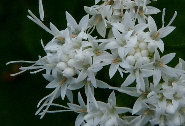 Snakeroot: Loài cây snakeroot nổi tiếng được dùng để chữa rắn cắn này lại đặc biệt nguy hiểm với các loài gia súc như bò và cừu. Khi bò nhấm nháp những bông hoa trắng tuyệt đẹp hay thân cây snakeroot thì xương và nguồn sữa của chúng sẽ nhiễm chất tremetol độc hại. Khi chúng ta uống phải những sản phẩm sữa từ những con bị nhiễm độc thì sẽ dẫn đến ngộ độc cấp tính. Bà Nancy Hanks, mẹ của vị tổng thống Mỹ nổi tiếng Abraham Lincoln cũng là nạn nhân của chứng ngộ độc sữa “quái ác” này. Xem thêm: Phát hoảng với những thân hình "khủng" nhất thế giới do ăn nhiều / Những loại trái cây cực tốt cho “đấng mày râu” Snakeroot: Loài cây snakeroot nổi tiếng được dùng để chữa rắn cắn này lại đặc biệt nguy hiểm với các loài gia súc như bò và cừu. Khi bò nhấm nháp những bông hoa trắng tuyệt đẹp hay thân cây snakeroot thì xương và nguồn sữa của chúng sẽ nhiễm chất tremetol độc hại. Khi chúng ta uống phải những sản phẩm sữa từ những con bị nhiễm độc thì sẽ dẫn đến ngộ độc cấp tính. Bà Nancy Hanks, mẹ của vị tổng thống Mỹ nổi tiếng Abraham Lincoln cũng là nạn nhân của chứng ngộ độc sữa “quái ác” này. Xem thêm: Phát hoảng với những thân hình "khủng" nhất thế giới do ăn nhiều / Những loại trái cây cực tốt cho “đấng mày râu”