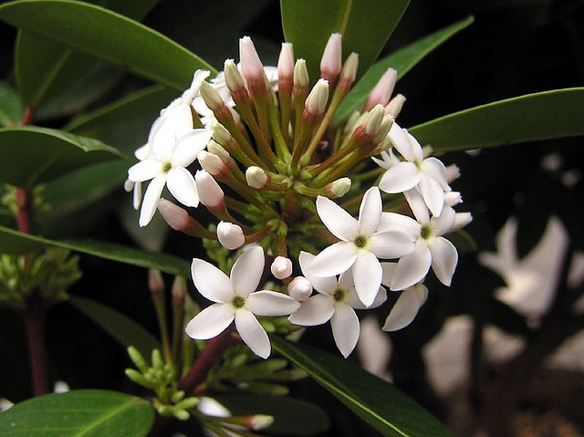 Hoa Bushman’s poison: Thoạt nhìn, cây Bushman’s poison này giống như một loại cây bụi thông thường với những bông hoa trắng muốt có mùi thơm rất dễ chịu và quả mọng có vị giống như trái mận nhưng chất nhựa trong thân cây đặc biệt nguy hiểm. Xem thêm: Phát hoảng với những thân hình "khủng" nhất thế giới do ăn nhiều / Những loại trái cây cực tốt cho “đấng mày râu” Hoa Bushman’s poison: Thoạt nhìn, cây Bushman’s poison này giống như một loại cây bụi thông thường với những bông hoa trắng muốt có mùi thơm rất dễ chịu và quả mọng có vị giống như trái mận nhưng chất nhựa trong thân cây đặc biệt nguy hiểm. Xem thêm: Phát hoảng với những thân hình "khủng" nhất thế giới do ăn nhiều / Những loại trái cây cực tốt cho “đấng mày râu”