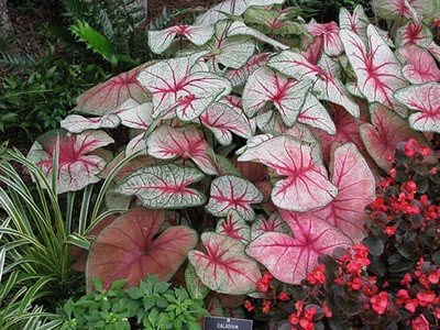 Môn kiểng: Tên khoa học là Caladium hortulanum. Tất cả các bộ phận của cây đều có chất độc Calcium oxalate và Asparagine Khi ăn phải sẽ dẫn đến nguy cơ bị bỏng, ngứa rát vùng miệng, niêm mạc ruột. Xem thêm: Phát hoảng với những thân hình "khủng" nhất thế giới do ăn nhiều / Những loại trái cây cực tốt cho “đấng mày râu” Môn kiểng: Tên khoa học là Caladium hortulanum. Tất cả các bộ phận của cây đều có chất độc Calcium oxalate và Asparagine Khi ăn phải sẽ dẫn đến nguy cơ bị bỏng, ngứa rát vùng miệng, niêm mạc ruột. Xem thêm: Phát hoảng với những thân hình "khủng" nhất thế giới do ăn nhiều / Những loại trái cây cực tốt cho “đấng mày râu”