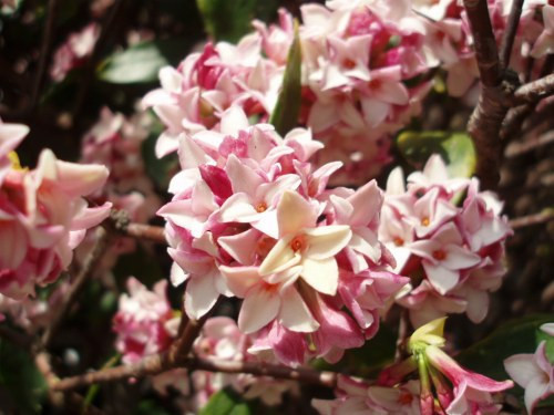 Cây thụy hương – Daphne: Thụy hương là một loại cây bụi để trang trí trong vườn nhà rất được ưa thích ở châu Âu. Rợp mát với tán lá xanh mướt rậm rạp cùng với những chùm hoa ngát hương, ít ai nghĩ đây là một loại cây độc hại vô cùng với chất mezerein có độc tính rất cao. Xem thêm: Phát hoảng với những thân hình "khủng" nhất thế giới do ăn nhiều / Những loại trái cây cực tốt cho “đấng mày râu” Cây thụy hương – Daphne: Thụy hương là một loại cây bụi để trang trí trong vườn nhà rất được ưa thích ở châu Âu. Rợp mát với tán lá xanh mướt rậm rạp cùng với những chùm hoa ngát hương, ít ai nghĩ đây là một loại cây độc hại vô cùng với chất mezerein có độc tính rất cao. Xem thêm: Phát hoảng với những thân hình "khủng" nhất thế giới do ăn nhiều / Những loại trái cây cực tốt cho “đấng mày râu”