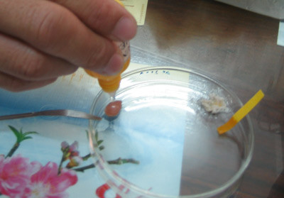 Phát hiện nhanh hàn the trong thực phẩm ảnh 1 Phát hiện nhanh hàn the trong thực phẩm ảnh 1