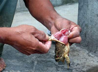 Tự chế biến thịt cóc có thể gây ngộ độc. Ảnh:TL Tự chế biến thịt cóc có thể gây ngộ độc. Ảnh:TL