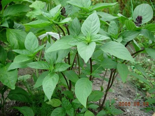 Tần dày lá: Trong dân gian tần dày lá hay còn gọi là húng chanh, rau thơm lông, tần thái... Cách dùng: Lấy một nắm tần dày lá khô, sắc lấy nước đặc, dùng ngậm và súc miệng, sau vài ngày miệng sẽ hết hôi. Xem thêm: 7 mẹo hay chữa hôi miệng cho các quý ông / Lộ diện "hung thủ" khiến phụ nữ mọc ria, nổi mụn, béo phì kỳ quái Tần dày lá: Trong dân gian tần dày lá hay còn gọi là húng chanh, rau thơm lông, tần thái... Cách dùng: Lấy một nắm tần dày lá khô, sắc lấy nước đặc, dùng ngậm và súc miệng, sau vài ngày miệng sẽ hết hôi. Xem thêm: 7 mẹo hay chữa hôi miệng cho các quý ông / Lộ diện "hung thủ" khiến phụ nữ mọc ria, nổi mụn, béo phì kỳ quái