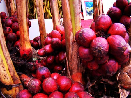 Dùng thảo quả: Thảo quả còn có các tên khác như: Đò ho, thảo đậu khấu, mác hấu…Cách dùng: lấy thảo quả giã dập (đảm bảo vệ sinh), sau đó ngậm nuôt nước và bỏ bã để chữa hôi miệng. Xem thêm: 7 mẹo hay chữa hôi miệng cho các quý ông / Lộ diện "hung thủ" khiến phụ nữ mọc ria, nổi mụn, béo phì kỳ quái Dùng thảo quả: Thảo quả còn có các tên khác như: Đò ho, thảo đậu khấu, mác hấu…Cách dùng: lấy thảo quả giã dập (đảm bảo vệ sinh), sau đó ngậm nuôt nước và bỏ bã để chữa hôi miệng. Xem thêm: 7 mẹo hay chữa hôi miệng cho các quý ông / Lộ diện "hung thủ" khiến phụ nữ mọc ria, nổi mụn, béo phì kỳ quái