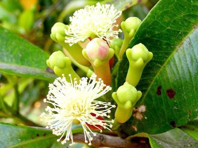 Nụ đinh hương: Nụ đinh hương dùng để chữa mùi hôi do viêm xoang gây ra. Cách dùng lấy 1 nụ đinh hương bọc bông, thỉnh thoảng lại nút vào mũi, làm như vậy khoảng 5 ngày sẽ hết mùi hôi. Xem thêm: 7 mẹo hay chữa hôi miệng cho các quý ông / Lộ diện "hung thủ" khiến phụ nữ mọc ria, nổi mụn, béo phì kỳ quái Nụ đinh hương: Nụ đinh hương dùng để chữa mùi hôi do viêm xoang gây ra. Cách dùng lấy 1 nụ đinh hương bọc bông, thỉnh thoảng lại nút vào mũi, làm như vậy khoảng 5 ngày sẽ hết mùi hôi. Xem thêm: 7 mẹo hay chữa hôi miệng cho các quý ông / Lộ diện "hung thủ" khiến phụ nữ mọc ria, nổi mụn, béo phì kỳ quái