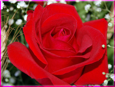 Nhai dần dần và nuốt nước liên tục những thứ có mùi thơm như cánh hoa hồng, hoa hồi, vỏ quả chanh… Với hoa hồng, vỏ chanh, bạn có thể nhai thường xuyên trong ngày, còn với hoa hồi thì mỗi ngày dùng vài ba cánh. Bạn cũng có thể sử dụng hoa hồng theo cách hãm với nước sôi để ngậm. Xem thêm: 7 mẹo hay chữa hôi miệng cho các quý ông / Lộ diện "hung thủ" khiến phụ nữ mọc ria, nổi mụn, béo phì kỳ quái Nhai dần dần và nuốt nước liên tục những thứ có mùi thơm như cánh hoa hồng, hoa hồi, vỏ quả chanh… Với hoa hồng, vỏ chanh, bạn có thể nhai thường xuyên trong ngày, còn với hoa hồi thì mỗi ngày dùng vài ba cánh. Bạn cũng có thể sử dụng hoa hồng theo cách hãm với nước sôi để ngậm. Xem thêm: 7 mẹo hay chữa hôi miệng cho các quý ông / Lộ diện "hung thủ" khiến phụ nữ mọc ria, nổi mụn, béo phì kỳ quái