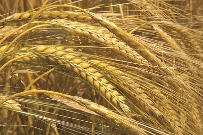 Cơ chế: Tiêu hóa cácbon-hydrat phức mất nhiều thời gian hơn cũng có nghĩa chúng không làm tăng đột ngột lượng đường trong máu, nguyên nhân gây tâm lý chán chường. Loại cácbon-hydrate này cũng tăng lượng serotonin trong não. Xem thêm: Những loại trái cây cực tốt cho “đấng mày râu"/ Chùm ảnh: Những thực phẩm ngăn ngừa bệnh viêm khớp hiệu quả