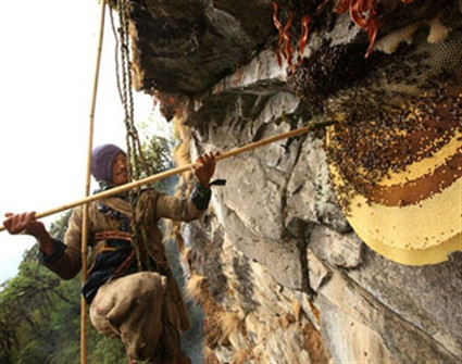 Tại Nepal, săn mật ong là một hoạt động có lịch sử hàng nghìn năm và là một phần quan trọng của văn hóa nước này. Nhiều người dân nông thôn ở Nepal sống phụ thuộc vào nghề săn mật ong rừng. Đất nước này là quê hương của loài ong đá lớn nhất thế giới (Apis Laboriosa). Những con ong xây tổ trên vách đá nhô ra dưới chân núi. Do vị trí hiểm như vậy, người thợ săn mật ong phải sử dụng thang dây và chiếc giỏ lớn để thu hồi mật sau khi đã hun khói, xua lũ ong ra khỏi tổ. Tại Nepal, săn mật ong là một hoạt động có lịch sử hàng nghìn năm và là một phần quan trọng của văn hóa nước này. Nhiều người dân nông thôn ở Nepal sống phụ thuộc vào nghề săn mật ong rừng. Đất nước này là quê hương của loài ong đá lớn nhất thế giới (Apis Laboriosa). Những con ong xây tổ trên vách đá nhô ra dưới chân núi. Do vị trí hiểm như vậy, người thợ săn mật ong phải sử dụng thang dây và chiếc giỏ lớn để thu hồi mật sau khi đã hun khói, xua lũ ong ra khỏi tổ.
