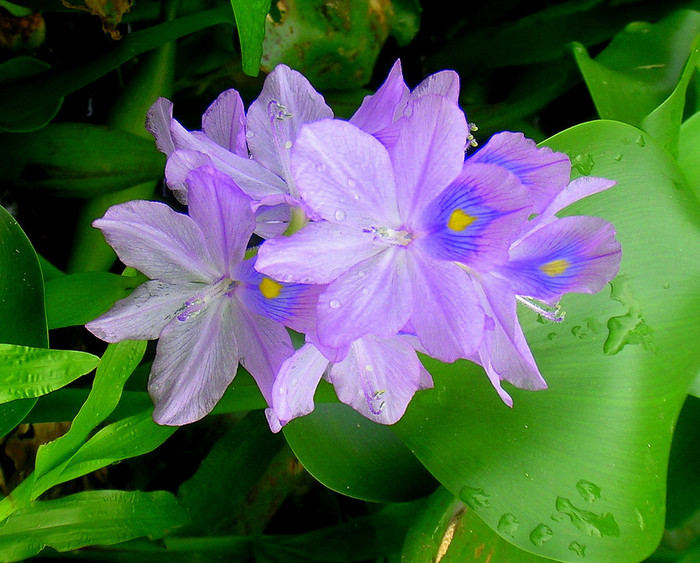 Lục bình: Tên khoa học là Eichhornia crassipes. Tất cả các bộ phận của cây đều có độc gây chứng ăn không tiêu, ói mửa trên chó, mèo và một số vật nuôi khác khi ăn phải. Xem thêm: 11 loại thảo dược dễ tìm giúp bạn có hơi thở thơm tho / Quả bơ và 10 tác dụng cực tốt cho sức khỏe có thể bạn chưa biêt? Lục bình: Tên khoa học là Eichhornia crassipes. Tất cả các bộ phận của cây đều có độc gây chứng ăn không tiêu, ói mửa trên chó, mèo và một số vật nuôi khác khi ăn phải. Xem thêm: 11 loại thảo dược dễ tìm giúp bạn có hơi thở thơm tho / Quả bơ và 10 tác dụng cực tốt cho sức khỏe có thể bạn chưa biêt?