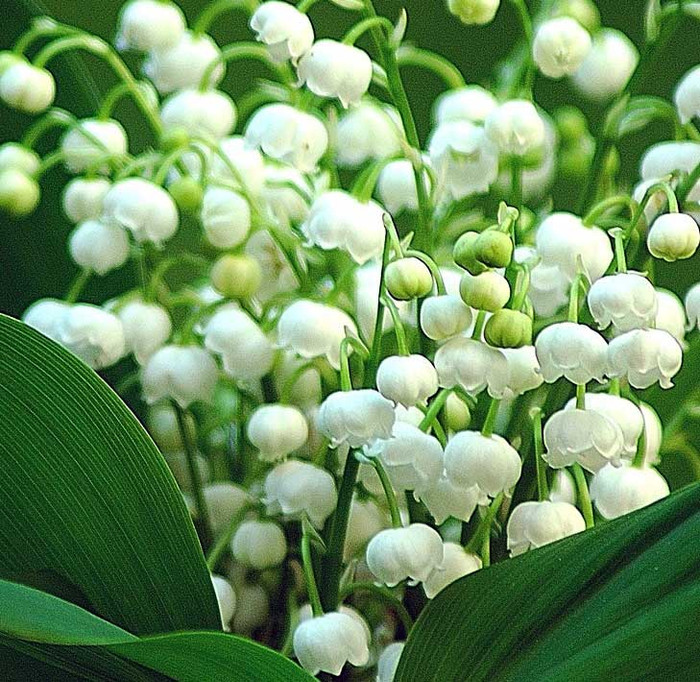 Lan chuông – Lily of the valley: Hoa lan chuông với những bông hoa trắng nhìn giống như những chiếc chuông bé xinh này là một loại hoa đẹp rất được ưa thích ở châu Âu. Hoa có hương thơm dịu dàng, dễ chịu. Xem thêm: 11 loại thảo dược dễ tìm giúp bạn có hơi thở thơm tho / Quả bơ và 10 tác dụng cực tốt cho sức khỏe có thể bạn chưa biêt? Lan chuông – Lily of the valley: Hoa lan chuông với những bông hoa trắng nhìn giống như những chiếc chuông bé xinh này là một loại hoa đẹp rất được ưa thích ở châu Âu. Hoa có hương thơm dịu dàng, dễ chịu. Xem thêm: 11 loại thảo dược dễ tìm giúp bạn có hơi thở thơm tho / Quả bơ và 10 tác dụng cực tốt cho sức khỏe có thể bạn chưa biêt?