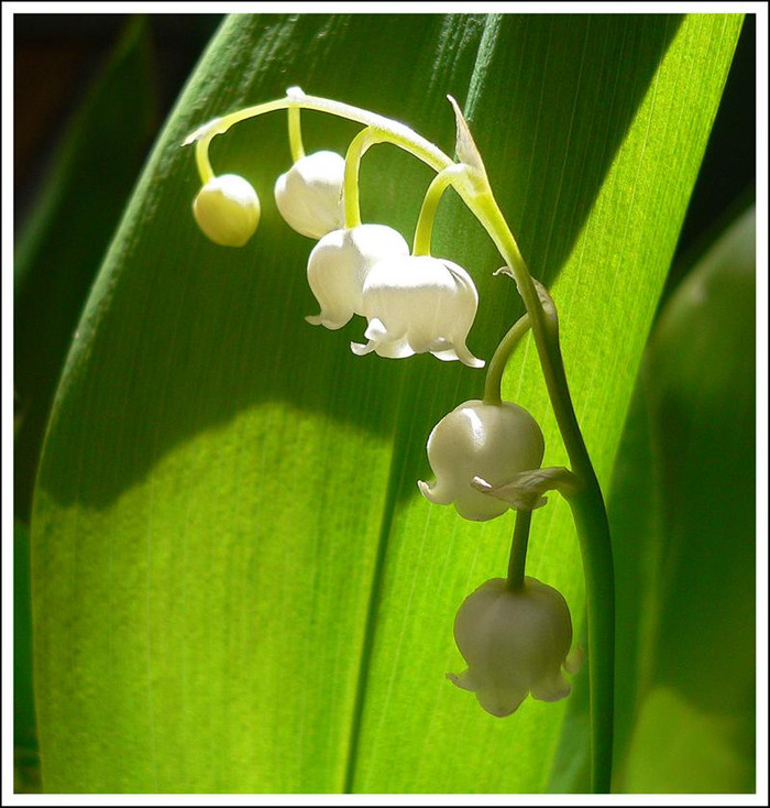 Thuở xưa, người ta tin rằng chà hoa lên trán sẽ giúp ta cảm thấy thư thái, dễ chịu hơn. Tuy nhiên chớ dại mà đùa nghịch với loại hoa này vì cả cây hoa nhất là những trái nhỏ chứa chất độc rất mạnh, chỉ vài giọt ép thôi cũng đủ gây chết người rồi. Xem thêm: 11 loại thảo dược dễ tìm giúp bạn có hơi thở thơm tho / Quả bơ và 10 tác dụng cực tốt cho sức khỏe có thể bạn chưa biêt? Thuở xưa, người ta tin rằng chà hoa lên trán sẽ giúp ta cảm thấy thư thái, dễ chịu hơn. Tuy nhiên chớ dại mà đùa nghịch với loại hoa này vì cả cây hoa nhất là những trái nhỏ chứa chất độc rất mạnh, chỉ vài giọt ép thôi cũng đủ gây chết người rồi. Xem thêm: 11 loại thảo dược dễ tìm giúp bạn có hơi thở thơm tho / Quả bơ và 10 tác dụng cực tốt cho sức khỏe có thể bạn chưa biêt?