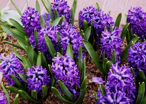 Dạ lan (tên khoa học là Hyacinth orientalis). Củ Dạ Lan có độc tố Alkaloid gây vọp bẻ, đầy bụng, buồn nôn, tiêu chảy nếu ăn phải. Xem thêm: 11 loại thảo dược dễ tìm giúp bạn có hơi thở thơm tho / Quả bơ và 10 tác dụng cực tốt cho sức khỏe có thể bạn chưa biêt? Dạ lan (tên khoa học là Hyacinth orientalis). Củ Dạ Lan có độc tố Alkaloid gây vọp bẻ, đầy bụng, buồn nôn, tiêu chảy nếu ăn phải. Xem thêm: 11 loại thảo dược dễ tìm giúp bạn có hơi thở thơm tho / Quả bơ và 10 tác dụng cực tốt cho sức khỏe có thể bạn chưa biêt?