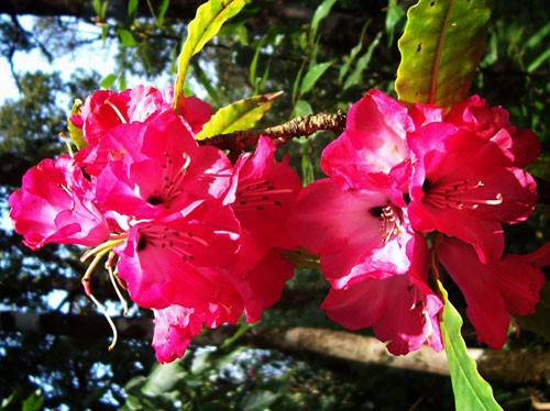 Đỗ quyên – Rhododendron: Với nhiều tên gọi khác nhau như sơn thạch lựu, báo xuân hoa, sơn trà hoa, đỗ quyên là loại cây bụi tuyệt đẹp với những chùm hoa rực rỡ sắc màu, được trồng rất phổ biến ở vùng Tây Bắc Thái Bình Dương và còn là loài hoa biểu trưng của bang Washington. Tất cả các bộ phận trên cây đều có thể gây chết người, trầm cảm, dẫn đến buồn nôn, tê liệt toàn thân hay hôn mê sâu. Xem thêm: 11 loại thảo dược dễ tìm giúp bạn có hơi thở thơm tho / Quả bơ và 10 tác dụng cực tốt cho sức khỏe có thể bạn chưa biêt? Đỗ quyên – Rhododendron: Với nhiều tên gọi khác nhau như sơn thạch lựu, báo xuân hoa, sơn trà hoa, đỗ quyên là loại cây bụi tuyệt đẹp với những chùm hoa rực rỡ sắc màu, được trồng rất phổ biến ở vùng Tây Bắc Thái Bình Dương và còn là loài hoa biểu trưng của bang Washington. Tất cả các bộ phận trên cây đều có thể gây chết người, trầm cảm, dẫn đến buồn nôn, tê liệt toàn thân hay hôn mê sâu. Xem thêm: 11 loại thảo dược dễ tìm giúp bạn có hơi thở thơm tho / Quả bơ và 10 tác dụng cực tốt cho sức khỏe có thể bạn chưa biêt?