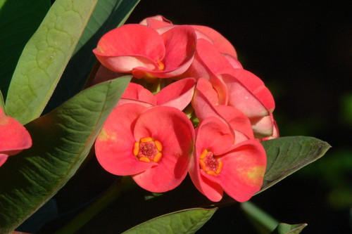 Xương rồng bát tiên: Tên khoa học là Euphorbia milii splendens. Nhựa cây gây bỏng rát da khi tiếp xúc. Xem thêm: 11 loại thảo dược dễ tìm giúp bạn có hơi thở thơm tho / Quả bơ và 10 tác dụng cực tốt cho sức khỏe có thể bạn chưa biêt? Xương rồng bát tiên: Tên khoa học là Euphorbia milii splendens. Nhựa cây gây bỏng rát da khi tiếp xúc. Xem thêm: 11 loại thảo dược dễ tìm giúp bạn có hơi thở thơm tho / Quả bơ và 10 tác dụng cực tốt cho sức khỏe có thể bạn chưa biêt?