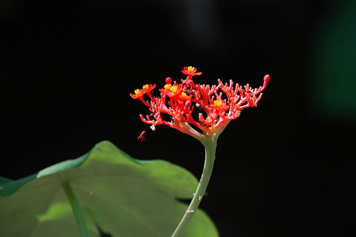 Ngô đồng: Tên khoa học là Jatropha podagrica. Toàn thân cây, đặc biệt là củ và hạt có chứa chất độc Curcin gây chóng mặt và buồn nôn nếu ăn phải. Xem thêm: 11 loại thảo dược dễ tìm giúp bạn có hơi thở thơm tho / Quả bơ và 10 tác dụng cực tốt cho sức khỏe có thể bạn chưa biêt? Ngô đồng: Tên khoa học là Jatropha podagrica. Toàn thân cây, đặc biệt là củ và hạt có chứa chất độc Curcin gây chóng mặt và buồn nôn nếu ăn phải. Xem thêm: 11 loại thảo dược dễ tìm giúp bạn có hơi thở thơm tho / Quả bơ và 10 tác dụng cực tốt cho sức khỏe có thể bạn chưa biêt?