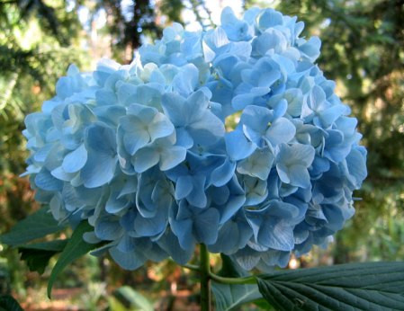 Cẩm tú cầu: Tên khoa học là Hydrangea macrophylla. Lá và củ cây có chất Hydragin-cyanogenic glycoside gây tiêu chảy, ói mửa, thở gấp. Xem thêm: 11 loại thảo dược dễ tìm giúp bạn có hơi thở thơm tho / Quả bơ và 10 tác dụng cực tốt cho sức khỏe có thể bạn chưa biêt? Cẩm tú cầu: Tên khoa học là Hydrangea macrophylla. Lá và củ cây có chất Hydragin-cyanogenic glycoside gây tiêu chảy, ói mửa, thở gấp. Xem thêm: 11 loại thảo dược dễ tìm giúp bạn có hơi thở thơm tho / Quả bơ và 10 tác dụng cực tốt cho sức khỏe có thể bạn chưa biêt?
