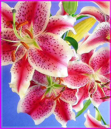 Huệ Lili: Tên khoa học là Hippeastrum puniceum. Củ cây có chất độc Lycorine gây tiêu chảy, buồn nôn, ói mửa khi ăn phải. Nhựa cây có thể gây nôn mửa nếu ăn phải. Tránh tiếp xúc trực tiếp với da vì có thể gây bỏng rát, ngứa... Xem thêm: 11 loại thảo dược dễ tìm giúp bạn có hơi thở thơm tho / Quả bơ và 10 tác dụng cực tốt cho sức khỏe có thể bạn chưa biêt? Huệ Lili: Tên khoa học là Hippeastrum puniceum. Củ cây có chất độc Lycorine gây tiêu chảy, buồn nôn, ói mửa khi ăn phải. Nhựa cây có thể gây nôn mửa nếu ăn phải. Tránh tiếp xúc trực tiếp với da vì có thể gây bỏng rát, ngứa... Xem thêm: 11 loại thảo dược dễ tìm giúp bạn có hơi thở thơm tho / Quả bơ và 10 tác dụng cực tốt cho sức khỏe có thể bạn chưa biêt?