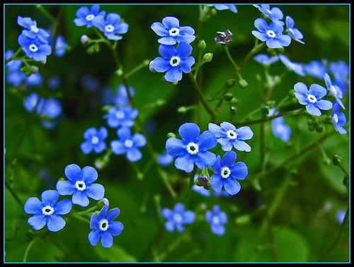 Cà độc dược, một số loại cà kiểng, hoa Lưu ly: Tên khoa học là Datura metel, thuộc họ cà Solanaceae. Tiếp xúc qua da với bất kì vị trí nào trên cây đều có thể gây nổi mẩn đỏ, ngứa, chóng mặt, nhức đầu, thấy ảo giác, hôn mê và có thể gây mù mắt hoặc tử vong. Xem thêm: 11 loại thảo dược dễ tìm giúp bạn có hơi thở thơm tho / Quả bơ và 10 tác dụng cực tốt cho sức khỏe có thể bạn chưa biêt? Cà độc dược, một số loại cà kiểng, hoa Lưu ly: Tên khoa học là Datura metel, thuộc họ cà Solanaceae. Tiếp xúc qua da với bất kì vị trí nào trên cây đều có thể gây nổi mẩn đỏ, ngứa, chóng mặt, nhức đầu, thấy ảo giác, hôn mê và có thể gây mù mắt hoặc tử vong. Xem thêm: 11 loại thảo dược dễ tìm giúp bạn có hơi thở thơm tho / Quả bơ và 10 tác dụng cực tốt cho sức khỏe có thể bạn chưa biêt?