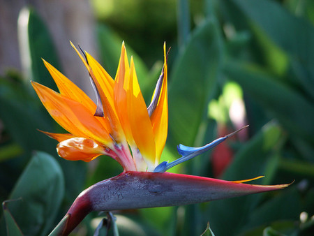 Thiên điểu: Tên khoa học là Strelitzia reginae. Hoa và hạt của cây có các chất gây ngộ độc đường ruột. Tiếp xúc hoặc ăn hoa, hạt sẽ khiến buồn nôn, tiêu chảy, chóng mặt. Xem thêm: 11 loại thảo dược dễ tìm giúp bạn có hơi thở thơm tho / Quả bơ và 10 tác dụng cực tốt cho sức khỏe có thể bạn chưa biêt? Thiên điểu: Tên khoa học là Strelitzia reginae. Hoa và hạt của cây có các chất gây ngộ độc đường ruột. Tiếp xúc hoặc ăn hoa, hạt sẽ khiến buồn nôn, tiêu chảy, chóng mặt. Xem thêm: 11 loại thảo dược dễ tìm giúp bạn có hơi thở thơm tho / Quả bơ và 10 tác dụng cực tốt cho sức khỏe có thể bạn chưa biêt?