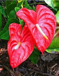 Hồng môn: Tên khoa học là Anthurium spp. Tất cả các bộ phận của cây đều có độc tố Calcium oxalate và Asparagine Việc ăn phải loại thực vật này có thể gây bỏng rát vùng họng, dạ dày và ruột. Xem thêm: 11 loại thảo dược dễ tìm giúp bạn có hơi thở thơm tho / Quả bơ và 10 tác dụng cực tốt cho sức khỏe có thể bạn chưa biêt? Hồng môn: Tên khoa học là Anthurium spp. Tất cả các bộ phận của cây đều có độc tố Calcium oxalate và Asparagine Việc ăn phải loại thực vật này có thể gây bỏng rát vùng họng, dạ dày và ruột. Xem thêm: 11 loại thảo dược dễ tìm giúp bạn có hơi thở thơm tho / Quả bơ và 10 tác dụng cực tốt cho sức khỏe có thể bạn chưa biêt?
