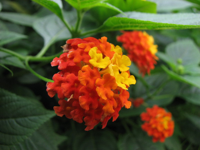 Thơm ổi: Tên khoa học là Lantana spp. Quả có chất độc Lantanin alkaloid Hoặc lantadene A gây bỏng rát đường ruột, giãn cơ, rối loạn tuần hoàn máu và có thể dẫn đến tử vong. Xem thêm: 11 loại thảo dược dễ tìm giúp bạn có hơi thở thơm tho / Quả bơ và 10 tác dụng cực tốt cho sức khỏe có thể bạn chưa biêt? Thơm ổi: Tên khoa học là Lantana spp. Quả có chất độc Lantanin alkaloid Hoặc lantadene A gây bỏng rát đường ruột, giãn cơ, rối loạn tuần hoàn máu và có thể dẫn đến tử vong. Xem thêm: 11 loại thảo dược dễ tìm giúp bạn có hơi thở thơm tho / Quả bơ và 10 tác dụng cực tốt cho sức khỏe có thể bạn chưa biêt?