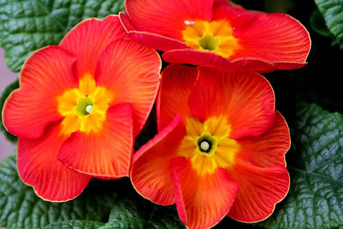 Anh Thảo: Tên khoa học là Cyclamen persicum. Củ cây có chất độc Alkaloids gây khó tiêu, tiêu chảy, ói mửa nếu ăn phải. Xem thêm: 11 loại thảo dược dễ tìm giúp bạn có hơi thở thơm tho / Quả bơ và 10 tác dụng cực tốt cho sức khỏe có thể bạn chưa biêt? Anh Thảo: Tên khoa học là Cyclamen persicum. Củ cây có chất độc Alkaloids gây khó tiêu, tiêu chảy, ói mửa nếu ăn phải. Xem thêm: 11 loại thảo dược dễ tìm giúp bạn có hơi thở thơm tho / Quả bơ và 10 tác dụng cực tốt cho sức khỏe có thể bạn chưa biêt?