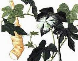 Thiên hoa phấn. Thiên hoa phấn.