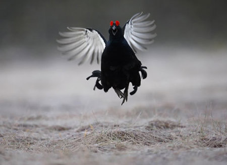 Gà ác còn được gọi là ô kê (gà đen), ô cốt kê (gà xương đen), dược kê (gà thuốc), hắc cước kê (gà chân chì), gà ngũ trảo (chân có 5 ngón), tên khoa học là Gallus domesti – cus Brisson. Đây là loại gà cỡ nhỏ đặc biệt, lông trắng, hoa mơ, đen và trắng. Đặc điểm nổi bật nhất là xương đen, thịt đen, phủ tạng đen và da ngăm đen. Xem thêm: Những thực phẩm giàu dinh dưỡng, tốt cho sức khỏe Gà ác còn được gọi là ô kê (gà đen), ô cốt kê (gà xương đen), dược kê (gà thuốc), hắc cước kê (gà chân chì), gà ngũ trảo (chân có 5 ngón), tên khoa học là Gallus domesti – cus Brisson. Đây là loại gà cỡ nhỏ đặc biệt, lông trắng, hoa mơ, đen và trắng. Đặc điểm nổi bật nhất là xương đen, thịt đen, phủ tạng đen và da ngăm đen. Xem thêm: Những thực phẩm giàu dinh dưỡng, tốt cho sức khỏe