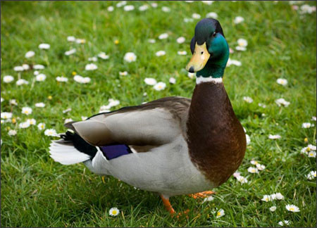 Vịt là gia cầm quen thuộc với mọi người và giàu dinh dưỡng, dễ chế biến thành các món ăn ngon. Về dinh dưỡng, trong 100 g thịt vịt có khoảng 25 g chất protein (vượt xa nhiều lần so với thịt bò, heo, dê, cá, trứng), chưa kể hàm lượng canxi, phosphor, sắt, vitamin… cũng rất cao. Xem thêm: Những thực phẩm giàu dinh dưỡng, tốt cho sức khỏe Vịt là gia cầm quen thuộc với mọi người và giàu dinh dưỡng, dễ chế biến thành các món ăn ngon. Về dinh dưỡng, trong 100 g thịt vịt có khoảng 25 g chất protein (vượt xa nhiều lần so với thịt bò, heo, dê, cá, trứng), chưa kể hàm lượng canxi, phosphor, sắt, vitamin… cũng rất cao. Xem thêm: Những thực phẩm giàu dinh dưỡng, tốt cho sức khỏe