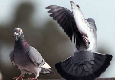 Chim bồ câu chữa xuất tinh sớm: Lấy ba quả trứng chim bồ câu, 15gr kỷ tử, 6gr gừng khô. Cho tất cả vào nồi, đổ 200ml nước vào đun kỹ, sau đó chắt lấy nước uống và ăn trứng. Ăn liền trong 5 ngày. Xem thêm: Những thực phẩm giàu dinh dưỡng, tốt cho sức khỏe Chim bồ câu chữa xuất tinh sớm: Lấy ba quả trứng chim bồ câu, 15gr kỷ tử, 6gr gừng khô. Cho tất cả vào nồi, đổ 200ml nước vào đun kỹ, sau đó chắt lấy nước uống và ăn trứng. Ăn liền trong 5 ngày. Xem thêm: Những thực phẩm giàu dinh dưỡng, tốt cho sức khỏe