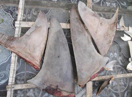 Vi cá mập Vi cá mập