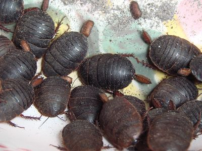 Gián đất - Vị thuốc quý. Ảnh: TL Gián đất - Vị thuốc quý. Ảnh: TL