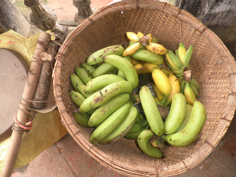 Chuối hái trong vườn nhà. Chuối hái trong vườn nhà.