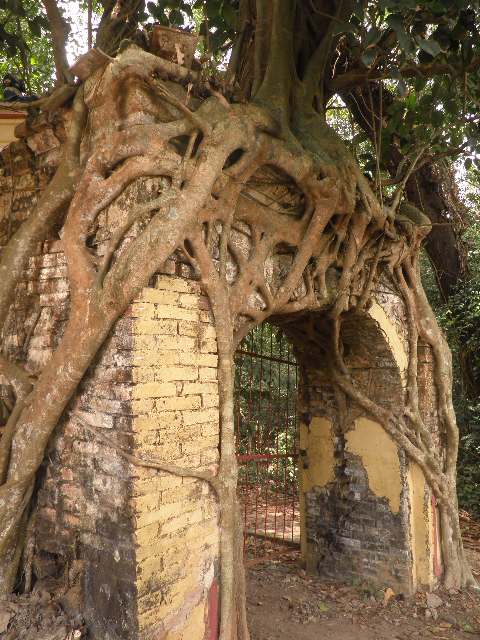 Cây đa với bộ rễ chằng chịt như "nuốt" chiếc cổng cổ. Cây đa với bộ rễ chằng chịt như "nuốt" chiếc cổng cổ.