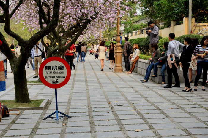 Mặc dù là địa điểm cấm quay phim, chụp ảnh nhưng những người hiếu kỳ vẫn bất chấp vì vẻ đẹp của hoa Ban. Mặc dù là địa điểm cấm quay phim, chụp ảnh nhưng những người hiếu kỳ vẫn bất chấp vì vẻ đẹp của hoa Ban.
