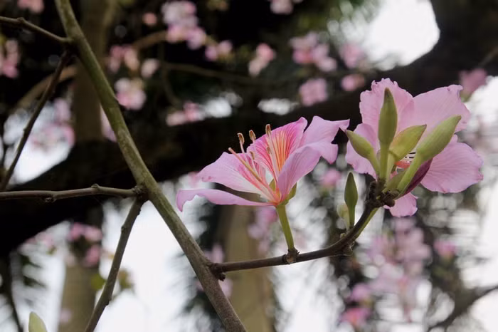 Những bông hoa Ban đầu mùa bắt đầu khoe sắc.