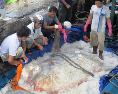 Nghe tin về việc ngư dân đánh bắt được cá Mặt Trăng có khối lượng khủng trên nhiều người dân tò mò đã kéo đến để xem Nghe tin về việc ngư dân đánh bắt được cá Mặt Trăng có khối lượng khủng trên nhiều người dân tò mò đã kéo đến để xem