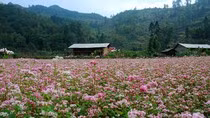 Cánh đồng hoa tam giác mạch trải dài ngút ngàn ở Lũng Cú - Hà Giang. Cánh đồng hoa tam giác mạch trải dài ngút ngàn ở Lũng Cú - Hà Giang.