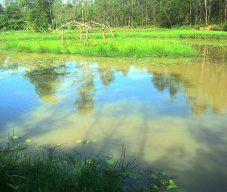 Vụ việc gây xúc động thời gian gần đây là cái chết của ông bố chết đuối vì cứu con trai tại xã Quỳnh Trang huyện Quỳnh Lưu (Nghệ An). Ông Nguyễn Ngọc Bình (52 tuổi) bị liệt bẩm sinh tay trái, gia đình ông rất khó khăn. Sáng hôm đó, nhà hết gạo ăn nên ông Bình cùng con trai Nguyễn Ngọc Đông (8 tuổi) ra đồng mò ốc để đổi gạo. Sau khi mò được túi ốc ở ruộng, hai bố con bàn nhau vượt qua khe nước Mắm để tiếp tục bắt ốc. Vì con trai còn bé nên ông Bình cột túi ốc vào người và cõng con trai sau lưng để bơi qua khe nước. Đang bơi giữa chừng, ông Bình bị nước cuốn trôi một đoạn, liền dùng hết sức bình sinh đưa cậu con trai lên bờ. Còn người cha, vì quá đuối sức nên bị nước cuốn trôi. ( Khe Mắm- nơi ông Bình gặp nạn). Vụ việc gây xúc động thời gian gần đây là cái chết của ông bố chết đuối vì cứu con trai tại xã Quỳnh Trang huyện Quỳnh Lưu (Nghệ An). Ông Nguyễn Ngọc Bình (52 tuổi) bị liệt bẩm sinh tay trái, gia đình ông rất khó khăn. Sáng hôm đó, nhà hết gạo ăn nên ông Bình cùng con trai Nguyễn Ngọc Đông (8 tuổi) ra đồng mò ốc để đổi gạo. Sau khi mò được túi ốc ở ruộng, hai bố con bàn nhau vượt qua khe nước Mắm để tiếp tục bắt ốc. Vì con trai còn bé nên ông Bình cột túi ốc vào người và cõng con trai sau lưng để bơi qua khe nước. Đang bơi giữa chừng, ông Bình bị nước cuốn trôi một đoạn, liền dùng hết sức bình sinh đưa cậu con trai lên bờ. Còn người cha, vì quá đuối sức nên bị nước cuốn trôi. ( Khe Mắm- nơi ông Bình gặp nạn).