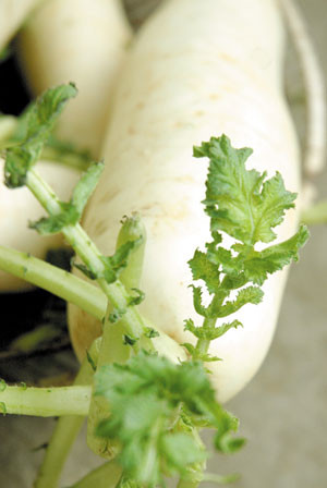 Củ cải 1 củ, hồ tiêu 5 hạt, gừng tươi ba lát, vỏ quýt khô 1 miếng. Củ cải rửa sạch, thái thành miếng nhỏ, sắc cùng với hai thứ kia để uống. Bài thuốc này dùng để chữa ho do lạnh, chảy dãi.