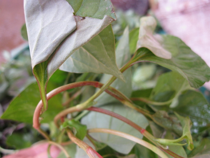 Rau diếp cá rửa sạch, cho vào cối giã thật nhuyễn. Cho nước gạo cùng rau diếp cá vào đun sôi, rồi giảm lửa nhỏ. Sau đó đun tiếp trong khoảng 20 - 30 phút, thỉnh thoảng đảo cho rau nhừ đều. Bắc ra, để nguội, lọc lấy nước cho bé uống. Có thể cho thêm chút đường vào để bé dễ uống. Một ngày, các mẹ cho bé uống từ 2 - 3 lần, uống sau bữa ăn khoảng một giờ đồng hồ. Không nên uống trước hoặc sau bữa sữa của bé.