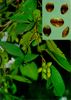 Chữa ho cho trẻ bằng quả kha tử: Dùng nhiều trong điều trị ho có đờm: quả kha tử có bán ở các hiệu đông y, nướng kha tử lên, sau đó thả vào cốc nước nóng có pha chút muối cho bé ngậm, rất hiệu quả đó.