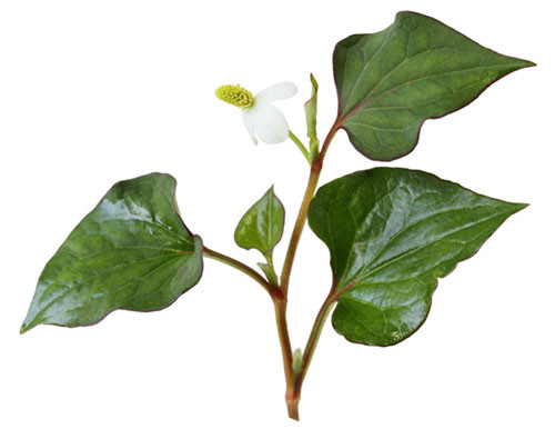 Đây là vị thuốc kháng sinh hoàn toàn mát, nhất là đối với các bé bị táo bón. Nước gạo có tác dụng rửa sạch họng cho bé và diếp cá có tác dụng kháng viêm trực tiếp trên họng và amidan.